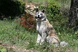 AKITA INU 411